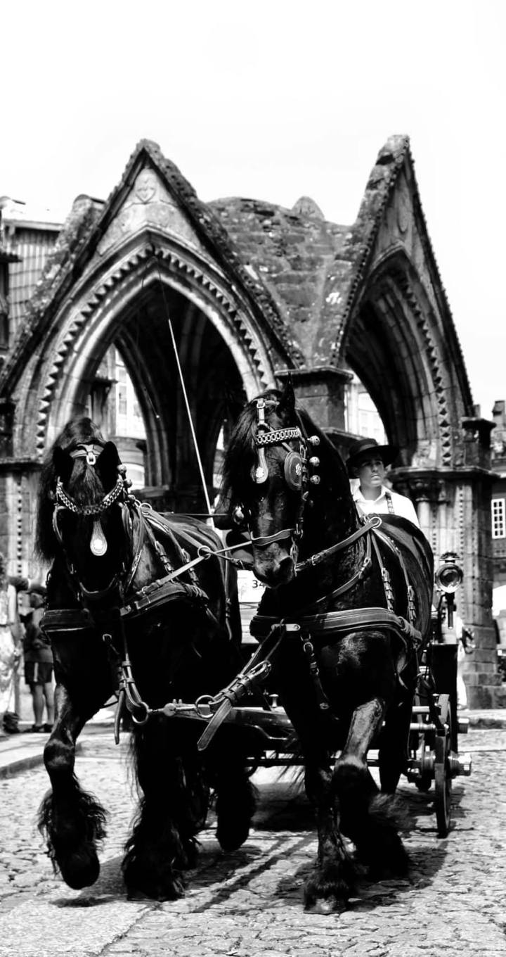 38600682_1782001491916166_3789835646856593408_n